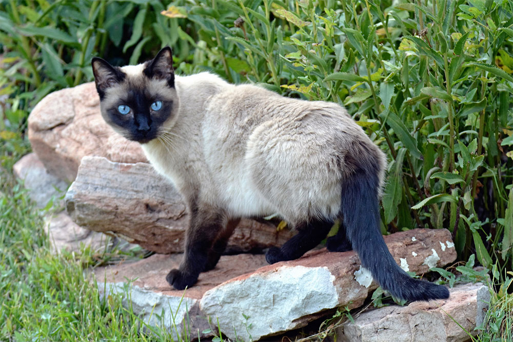siamese cat